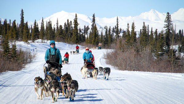 A womens-only dog-mushing tour near Cantwell, Alaska. led by Iditarod competitors Paige Drobny and Ryne Olson. A womens-only dog-mushing tour near Cantwell, Alaska. led by Iditarod competitors Paige Drobny and Ryne Olson.