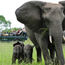 African Travel is launching Concierge Safaris for 2025