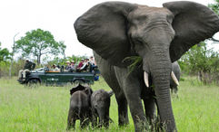 Elephants in the Sabi Sabi Game Reserve, one of the destinations on the 11-day Southern Explorer itinerary.