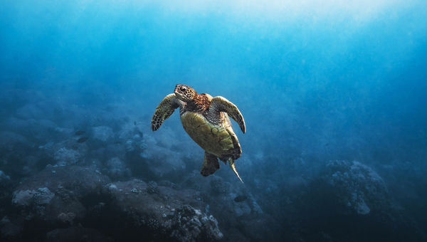 Divers can spot green sea turtles in the waters off Kauai. Divers can spot green sea turtles in the waters off Kauai.
