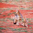 Safaris that go beyond the Big Five are catching on