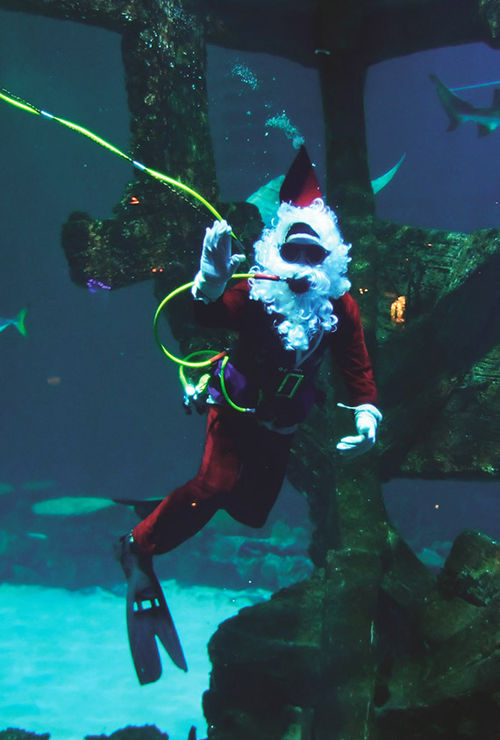 Santa Jaws in the Shark Reef at Mandalay Bay provides plenty of photo opportunities. Santa Jaws in the Shark Reef at Mandalay Bay provides plenty of photo opportunities.