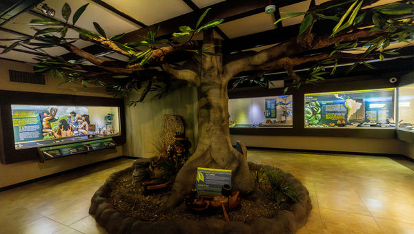 The Archaeological Planet Museum in the park is dedicated to the history of Puerto Rico’s aboriginal population, the Tainos, and includes thousands of artifacts. The Archaeological Planet Museum in the park is dedicated to the history of Puerto Rico’s aboriginal population, the Tainos, and includes thousands of artifacts.