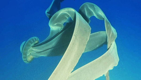 The giant phantom jellyfish caught on camera during a Viking dive on the Viking Octantis' submarine. The giant phantom jellyfish caught on camera during a Viking dive on the Viking Octantis' submarine.
