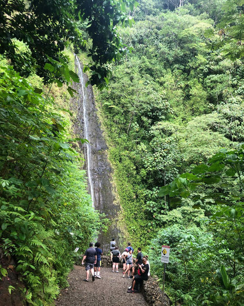 The Manoa Falls Trail is the quintessential Hawaii trail — perfect for first-time visitors. The Manoa Falls Trail is the quintessential Hawaii trail — perfect for first-time visitors.