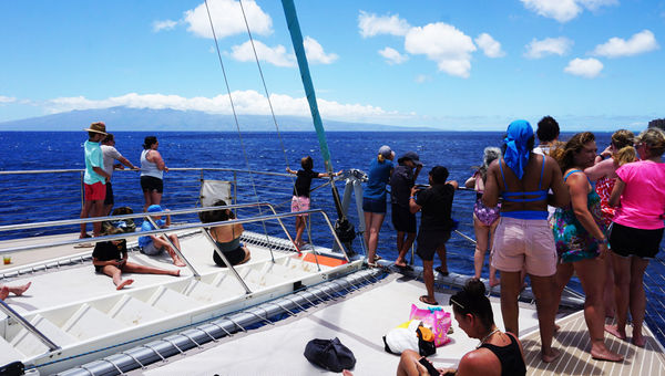 When the dolphins appear, everyone is up and out of their seats to watch the playful creatures.